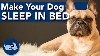 How to Make Your Dog Sleep in its Bed [upl. by Omissam]