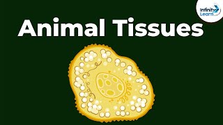 Epithelial  Types of Animal Tissues  Dont Memorise [upl. by Githens]