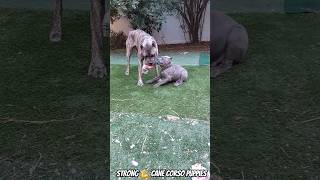 cheetah 🐆 brindle cane corso puppies [upl. by Ardnua684]