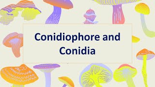 Conidiophore and Conidia Asexual reproduction of Fungi Part 4 [upl. by Annadroj]