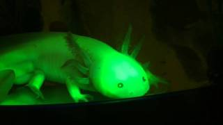 Connecticut College Chemistry Genetically Modified Glowing Axolotls [upl. by Arata764]