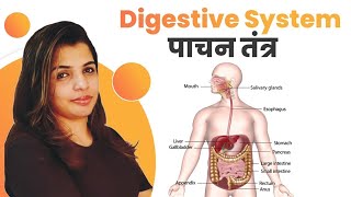 digestive system  Biology Crash Course  general science for competitive exams  gs by priya mam [upl. by Adamsen]