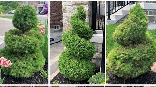 How my husband Prune Topiary  Boxwood Dwarf Alberta Spruce amp White Globe Cedar  May 2021 [upl. by Amalea553]