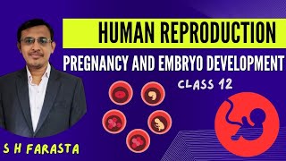 Pregnancy and Embryo development class 12 [upl. by Abramo93]