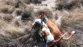 Conejos con Podenco Andaluz en Aragón [upl. by Kauppi773]