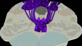 Neuroanatomy  The Dorsal ColumnMedial Lemniscus Tract in 3D [upl. by Aschim824]