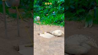 का हों कबूतरी 😡🤣 funny funnyanimals kabutari [upl. by Gilchrist]