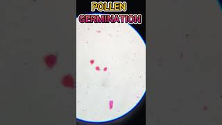 Pollen Germination Slide pollengermination cbsebiology microscopeworld icsebiology microscopy [upl. by Abrams724]