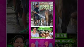 Ugra Farms Daily Routine Cow Farming  Yamuna Dinesh 1st Exclusive UgraFarms மாட்டு பண்ணை Vlog [upl. by Suoicserp]