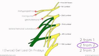 Lumbar Plexus  Structure and Branches  Anatomy Tutorial [upl. by Aciria]