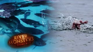 Black Piranhas Rip a Chicken To Shreds  PIRANHA  River Monsters [upl. by Lyndel]