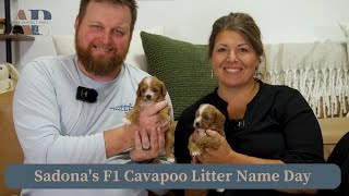 Sedonas F1 Cavapoo Litter Name Day [upl. by Eahcim]