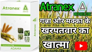 Atranex Herbicide Atrazine 50  की पूरी जानकारी farming agriculture youtube kheti fungicide [upl. by Matilda]