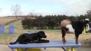 Training Your Labrador Retriever Puppy Part Four [upl. by Oivaf]