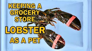 KEEPING GROCERY STORE LOBSTER AS A PET  RESCUE MISSION [upl. by Eca]