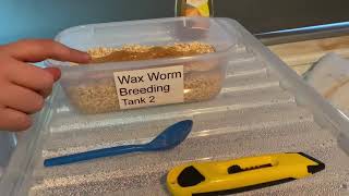 How to set up a Wax Worm Breeding Colony Easy 3 Steps [upl. by Mccready]