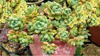 HOW TO Grow SEDUM CLAVATUM Propagate Potup amp Water  GSwLizK [upl. by Devaj100]