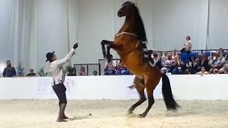 Andalusian Dancing Horse [upl. by Andres]