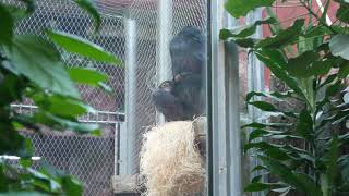 Chimpanzees screaming and litte chimpanzee jumping on other chimpanzees chimpanzee chimpanzeesound [upl. by Yolane30]