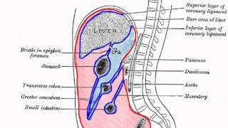 Peritoneal Cavity  Part 1  Anatomy Tutorial [upl. by Sihon]