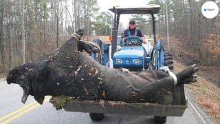 ¿Cómo Lidian Los Agricultores Estadounidenses Con Invasor Jabalí Gigante De 300 Kilos  Agricultura [upl. by Hirai23]