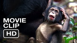 Chimpanzee Movie CLIP  Tools 2012 Disney Nature Movie HD [upl. by Norval]