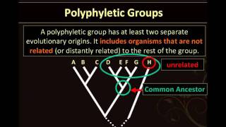 BIO153 Phylogenetics Animation TWO Part 2 of 3wmv [upl. by Shama]