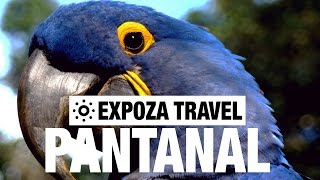 Pantanal Vacation Travel Video Guide [upl. by Teerprug]