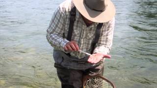 How to use a stomach pump for trout [upl. by Arahsal30]