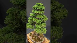 HINOKI Bonsai [upl. by Rimola]