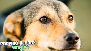 🐶 Why Is My Dog Pooping Blood 🚨 [upl. by Simson]