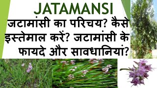 Introduction of jatamansi how to use it Benefits amp precautions of jatamansi fitworldhealthcare [upl. by Porcia788]