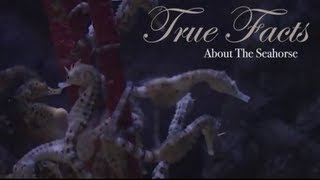 True Facts About The Seahorse [upl. by Yzmar]