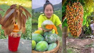 How to reproduce mango trees in apples and in oranges to produce more fruit [upl. by Hcnarb]