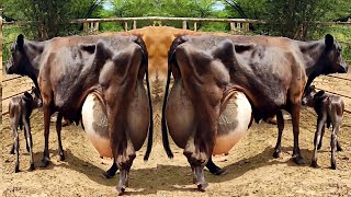 Worlds No1 Girlando Cow Documentary in Hindi  Girlando Gaye  127 Kg Milk Day Record Girlando Cow [upl. by Ahseekat288]