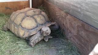 Outdoor DIY Sulcata Tortoise Housing In Cooler Climates [upl. by Emilee493]