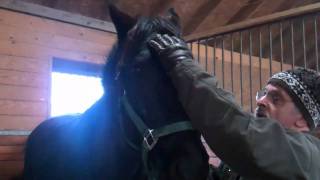 Equine Cranial Sacral TherapyHead Shaking Syndrome [upl. by Carree348]