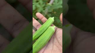 Adding These Okras To The Collection okra ladyfinger vegetable [upl. by Assiral]