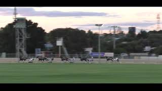 Mildura Harness Racing Club 8 Apr 2024 Trial 1 [upl. by Yretsym]