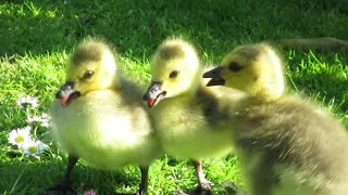 Canada Geese Goslings Fight  Angry Hissing at Each Other [upl. by Rihaz571]