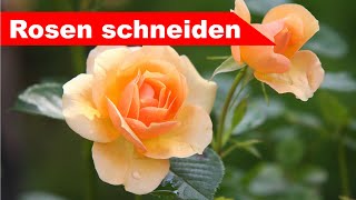 🌷 Rosen schneiden im Frühling 🌻  Schnitt für Rosenstöcke und Bodendecker  Großstadtgärtnern [upl. by Anavlis937]