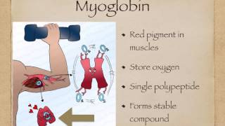 AS level G5 Foetal haemoglobin and myoglobin Ms Cooper [upl. by Keavy]