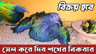 Nicobar Pigeon Price In Bangladesh 2022  Fancy Pigeon Farm In Bangladesh  Nicobar Kabutar Kabootar [upl. by Salsbury]