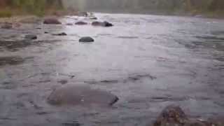 Pemigewasset River NH salmon [upl. by Odnesor425]