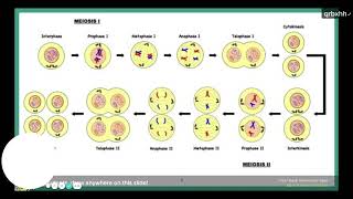 AP Bio Unit 05 Review Heredity [upl. by Dinan]