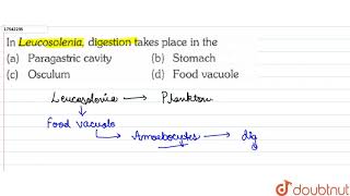 In Leucosolenia digestion takes place in the [upl. by Aifas]