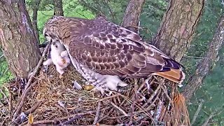 Leucistic Red Tailed Hawk😮Extremely strange behavior from first time dad940 am 20230105 [upl. by Ardnoed]