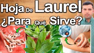 Té De Hoja De Laurel En Ayunas  Beneficios Y Usos De La Infusión De Hojas De Laurel Para Tu Salud [upl. by Lj]