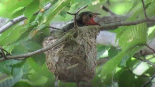 Redeyed Vireos Feed Cowbird Nestling [upl. by Paul602]