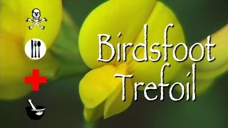 Birdsfoot Trefoil Poison Medicinal amp Other Uses [upl. by Chapen]